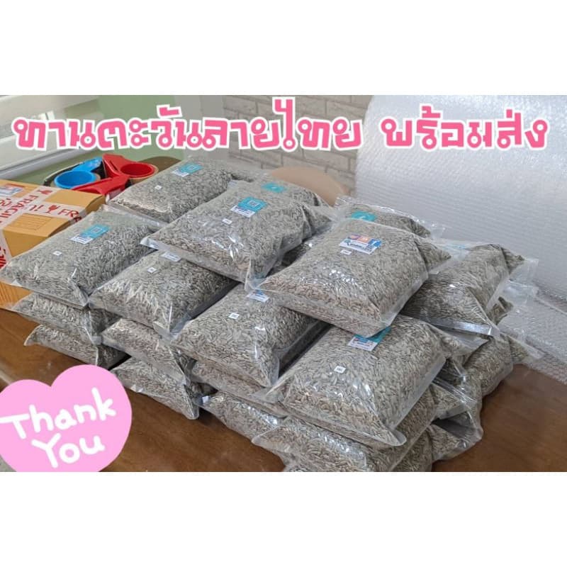 เมล็ดทานตะวันลายไทย 500g.,1 Kg.,3 Kg. อาหารนก บำรุงนก เสริมสำหรับนก และ สัตว์ฟันแทะ หนู นก ชูก้า รูปที่ 3