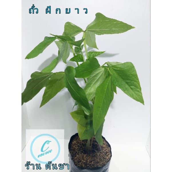 ต้นถั่วผักยาว พร้อมปลูกได้เลย ปลูกแบบอินทรีย์ รูปที่ 2