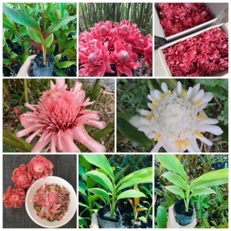 ดอกดาหลา1ชุดได้3สี3หน่อขนาดเล็กขุดสดส่งคละสีลุ้นแดง ชมพูขาว รูปที่ 2