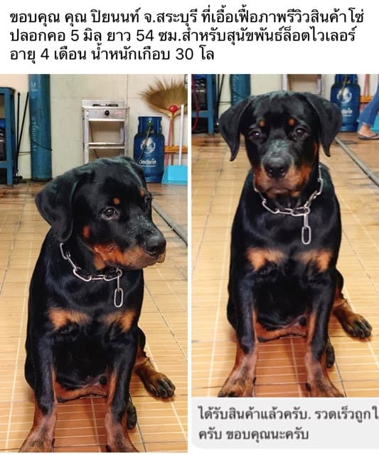 ปลอกคอโซ่ สุนัข สแตนเลส 304 โดนน้ำได้ไม่ขึ้นสนิม ไม่มีขาด‼ขนาด 5-10 มิล สำหรับสุนัขขนาดกลาง-สุนัขโต ปลอกคอโซ่ โซ่คอ รูปที่ 4