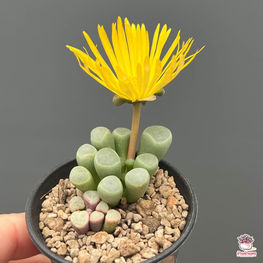 Fenestraria Aurantiaca ไม้อวบน้ำ กุหลาบหิน Cactus&Succulent หลากหลายสายพันธุ์ รูปที่ 9