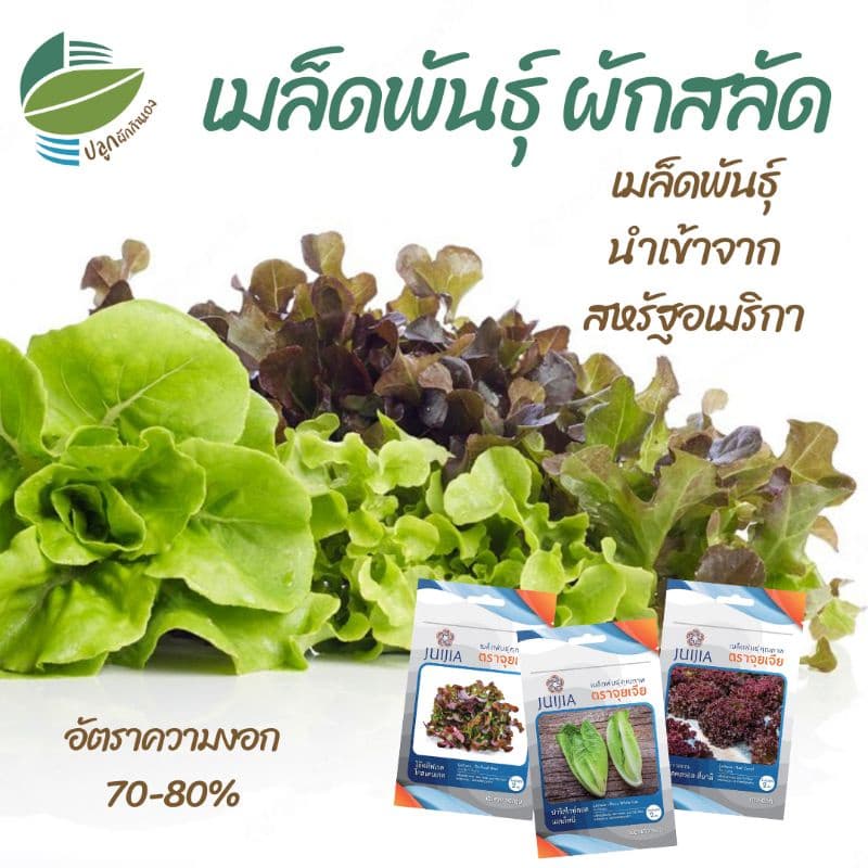 เมล็ดพันธุ์​ ผักสลัด 18 ชนิด ผักกาดหอม กรีนโอ๊ค คอส เรดโอ๊ค ฟิลเล่ย์ บัตเตอร์เฮด เรดคอรอล ไวลด์ร็อคเก็ต อรูกูล่า รูปที่ 1