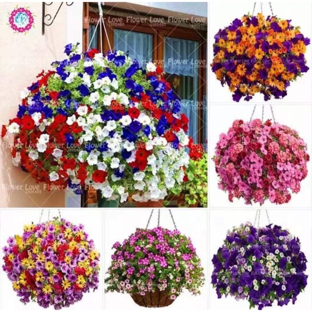 เมล็ดพันธุ์ ดอกพิทูเนีย คละสี 1000 เมล็ด ปลูกง่าย ปลูกได้ทั่วไทย รูปที่ 2