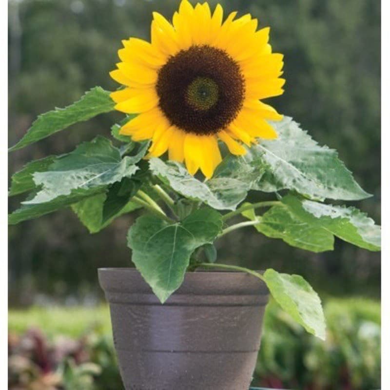 เมล็ดพันธุ์ ทานตะวันแคระ 50 เมล็ด Big Smile Sunflower Seed เมล็ดพันธุ์แท้100% รูปที่ 1