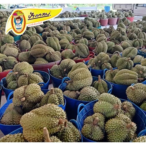 ทุเรียนทอด นน. 500g เกรด C กรอบ อร่อย รสธรรมชาติดั้งเดิม ตราป้าแกลบ ของดีเมืองจันท์ รูปที่ 8