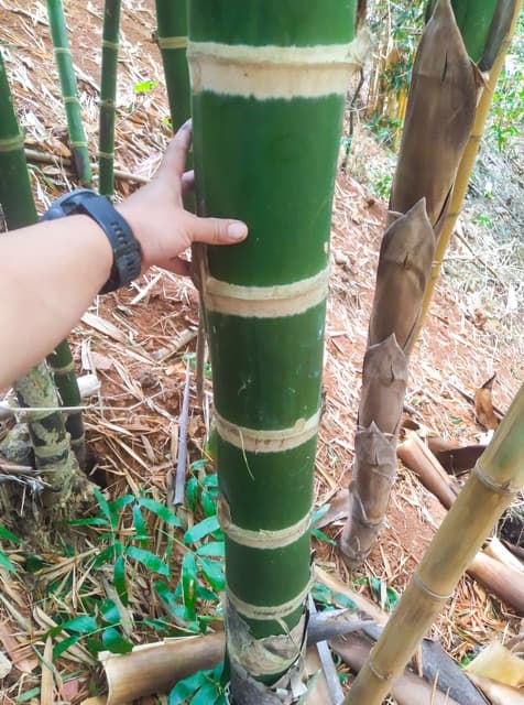 กล้าไผ่เก้าดาว ต้นละ 99 บาท รูปที่ 3