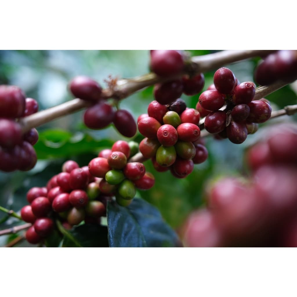 PS--Small Peaberry Dark Roast 1,000g. พีเบอรี่เล็กคละ คั่วเข้ม คั่วสดใหม่ตลอด รูปที่ 9