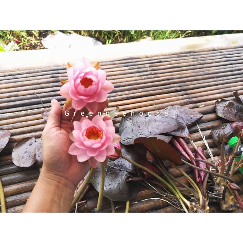 บัวฝรั่งชื่อโรส ควอตซ์ Watterlily ดอกมีความซ้อนกลมชมพูหวานน่ารัก รูปที่ 4