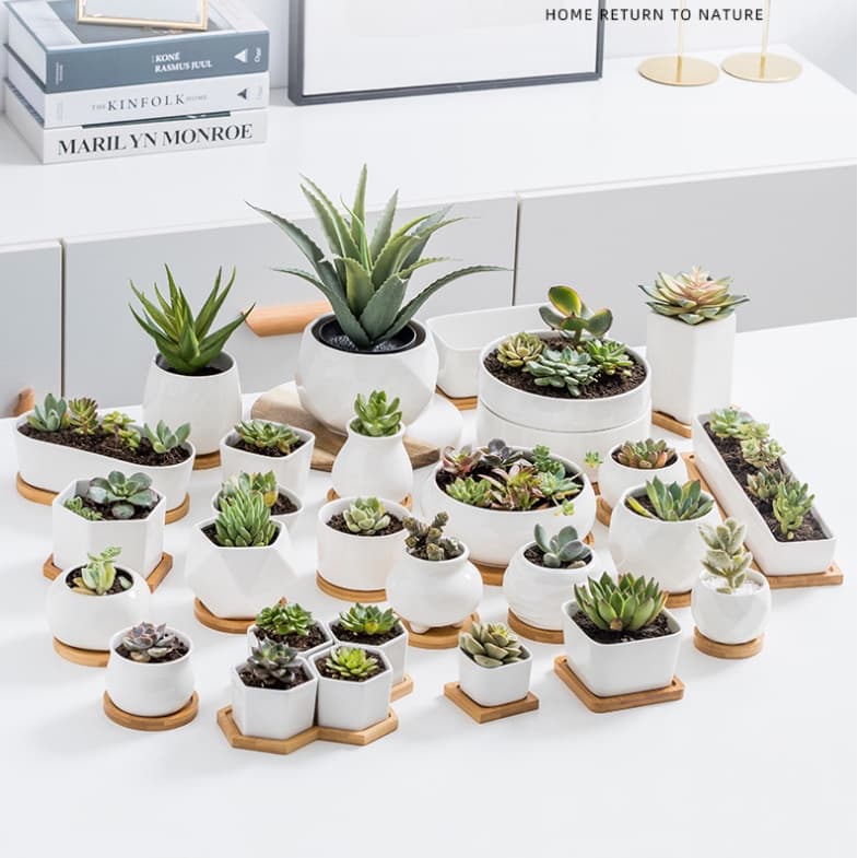 Plants Center T203 กระถางต้นไม้ เซรามิกขาวเพชร Diamondมีถาดรองไม้ ขนาด เป็นเซรามิกเคลือบเงา รูปที่ 9