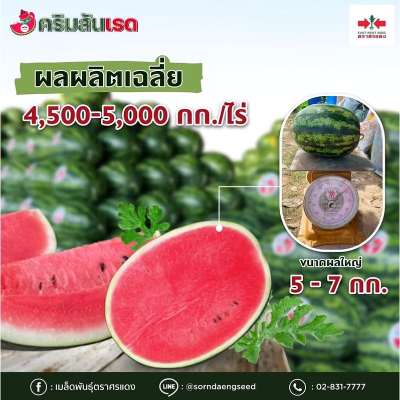 แตงโม คริมสันเรด ตราศรแดง 40กรัม รูปที่ 4