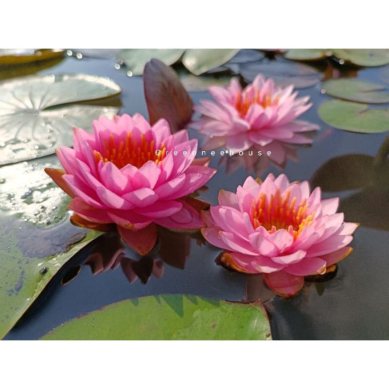 บัวฝรั่งชื่อโรส ควอตซ์ Watterlily ดอกมีความซ้อนกลมชมพูหวานน่ารัก รูปที่ 3