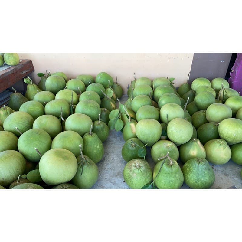 ส้มโอทับทิมสยาม น้ำหนัก1.5-1.6ก.ก กล่องละ3ลูก รูปที่ 4
