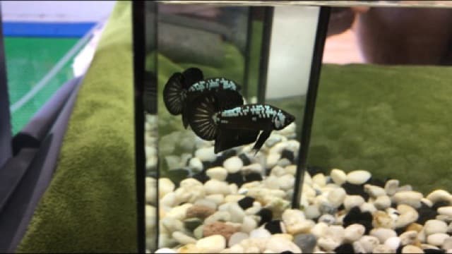 อาหารปลากัด Optimum Betta ขนาด 20 กรัม รูปที่ 7