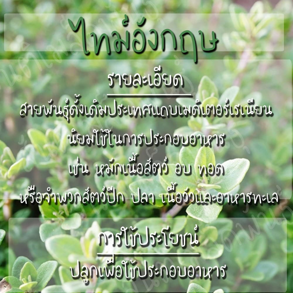 เมล็ดพันธุ์ ไทม์ อังกฤษ 500 เมล็ด English Thyme Seed เมล็ดพันธุ์แท้ นำเข้าจากต่างประเทศ ปลูกผัก สวนครัว ถูกดี ไธม์ รูปที่ 3