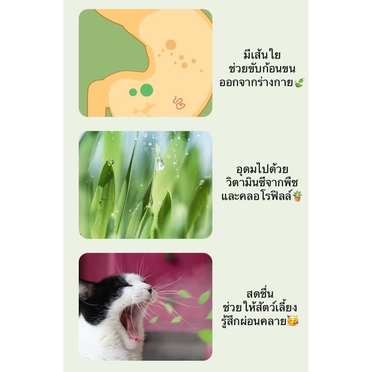 AL-380 ชุดปลูกข้าวสาลี ออร์เเกนิค สำหรับสัตว์เลี้ยง แมว กระต่าย ข้าวสาลีสำหรับสัตว์เลี้ยง รูปที่ 4
