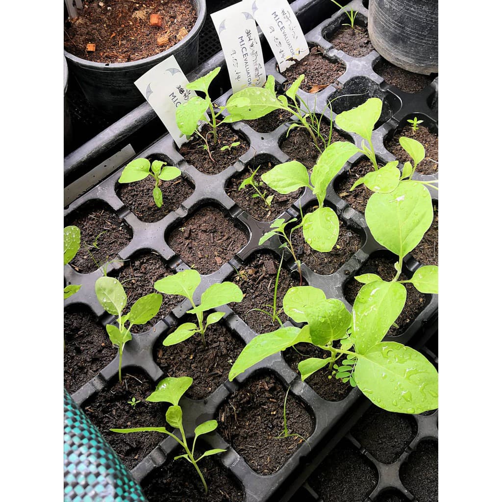 มูลไส้เดือน ร่อนสดใหม่ ทุกถุง vermicompost ขนาด 1 กก. kg รูปที่ 7