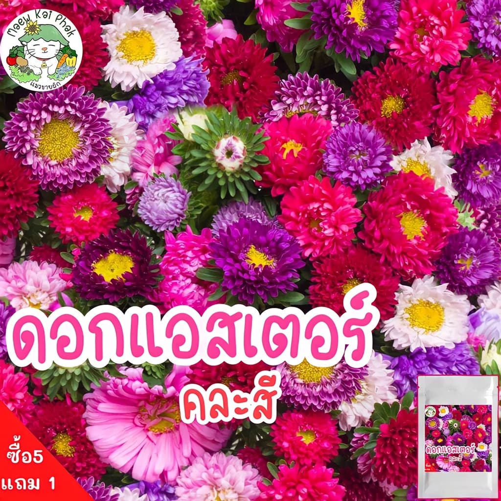 เมล็ดพันธุ์ รวมชุด ดอกไม้ ปลูกง่าย ดอกสวย ทานตะวันแคระ/เดซี่ขาว/คาโมมายล์/บานชื่น/กุหลาบเลื้อย/ฟอร์เก็ตมีน็อต รูปที่ 5