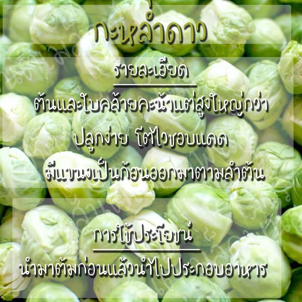 เมล็ดพันธุ์ กะหล่ำดาว 250เมล็ด Brussels sprouts Seed เมล็ดพันธุ์แท้100% นำเข้าจากต่างประเทศ ปลูกผัก สวนครัว ผัดกะหล่ำดาว รูปที่ 3