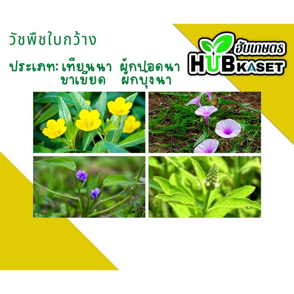 เอชโซนัด95 ตราหมาแดง 1กิโลกรัม กำจัดหญ้าใบกว้าง และกกต่างๆ รูปที่ 4