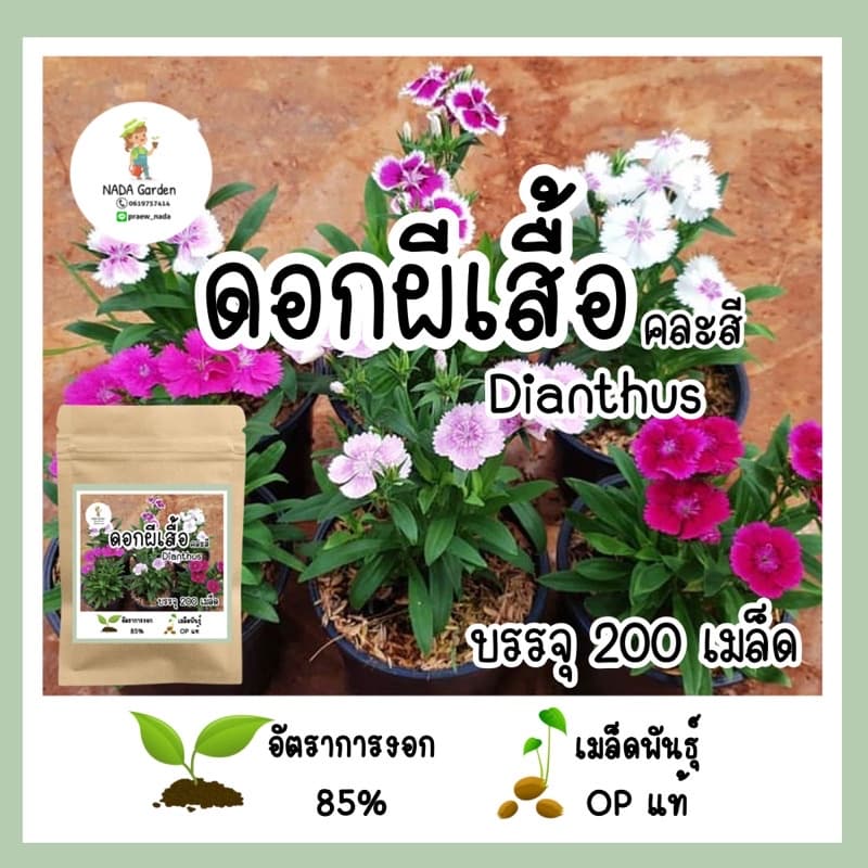 เมล็ดดอกผีเสื้อ Dianthus คละสี 200เมล็ด เมล็ดพันธุ์OPแท้ รูปที่ 1