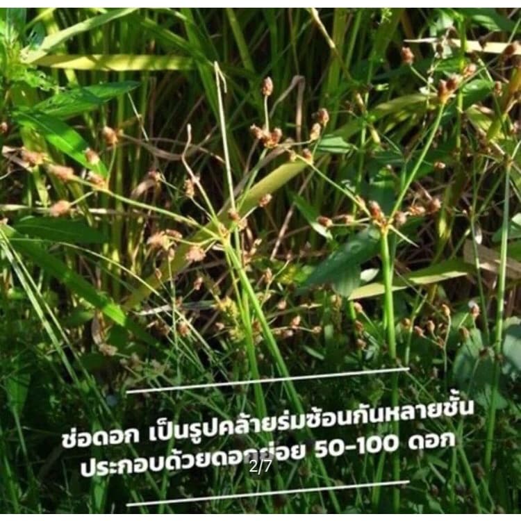 เคนลี่ เมตซัลฟูรอน-เมทิล 20% WG ขนาด 100 กรัม รูปที่ 6