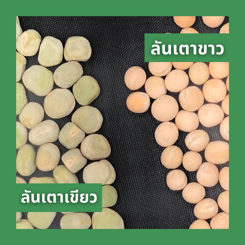ถั่วลันเตาขาว 500 กรัม dried yellow peas, white peas, matar sabut 500g รูปที่ 4