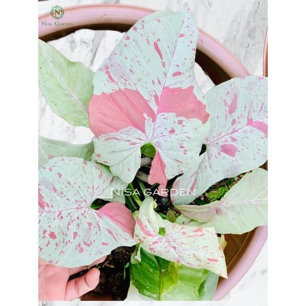 Nisa Garden มิ้ลค์ คอนเฟตติ Syngonium Milk Confetti กก!! ส่งพร้อมกระถาง 4 นิ้ว รูปที่ 2