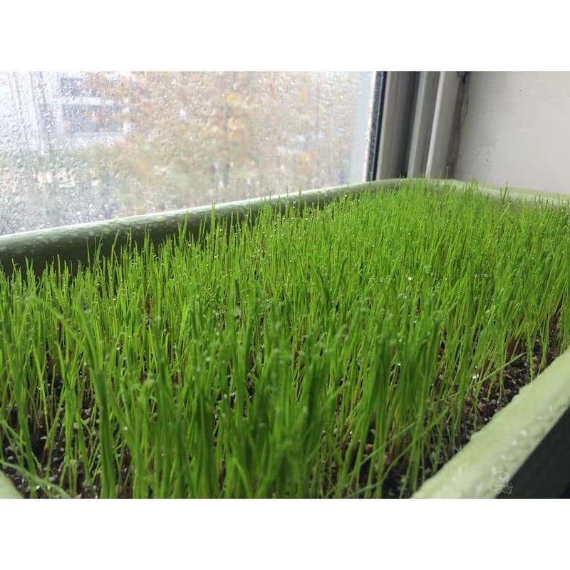 เมล็ดหญ้าทิโมธี Timothy อัลฟาฟ่า Alfalfa 30กรัม ปลูกหญ้าที่บ้านสำหรับให้เต่ากิน อาหารเต่าบก รูปที่ 3