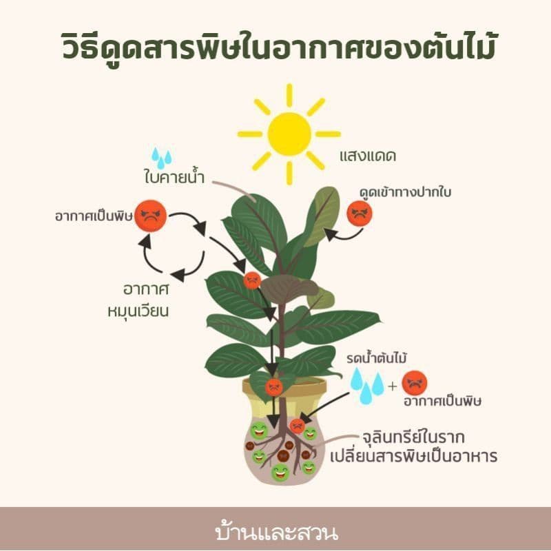 ต้นกวักมรกตดำ Zamioculcas zamifolia พร้อมกระถาง+เม็ดPopper+ขาตั้ง รูปที่ 6