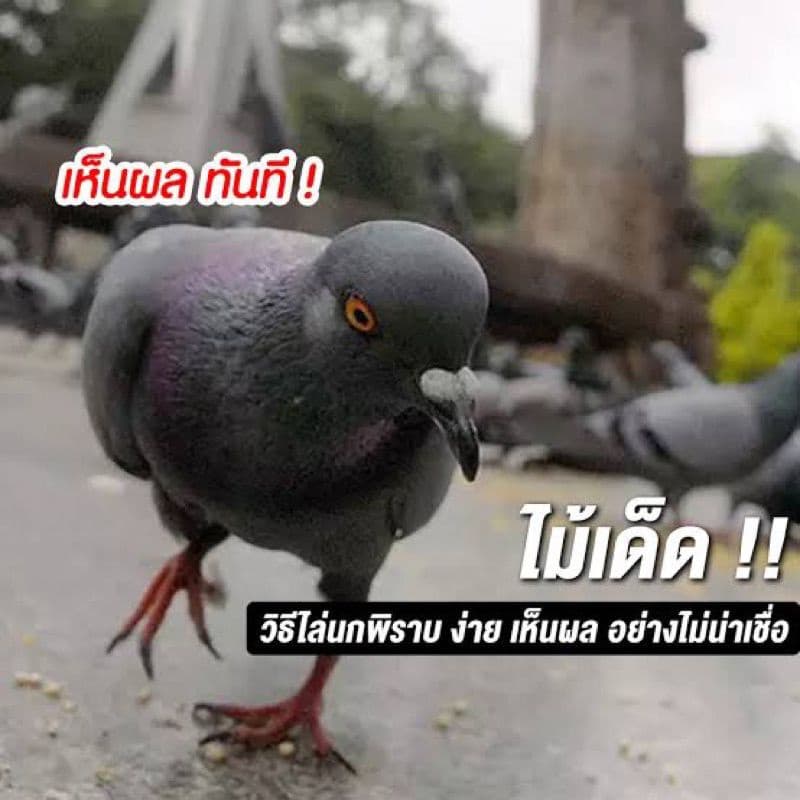 ยาเบื่อนกพิราบ 30 กรัม กำจัดนก ไล่นก เหยื่อกำจัดนกพิราบ ยากำจัดนก รูปที่ 2