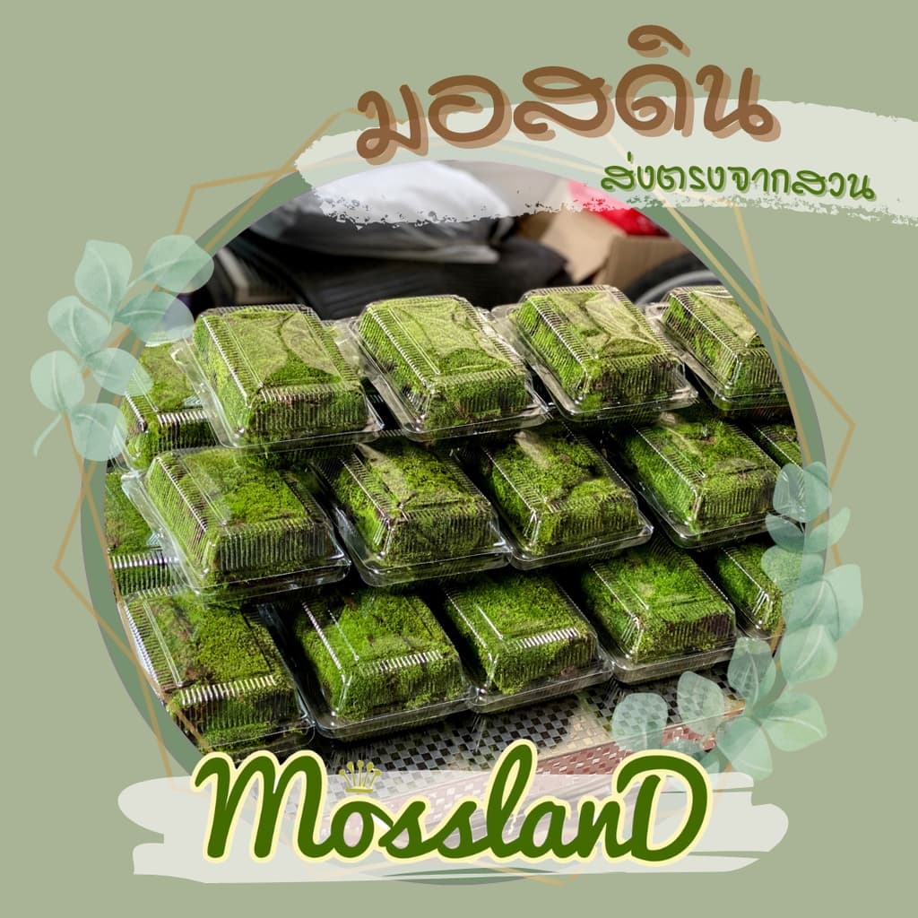 มอสดิน แบบกล่อง สดใหม่ให้เยอะ รีวิวดี ส่งตรงจากสวน มอสจัดสวน มอสสด มอส รูปที่ 5