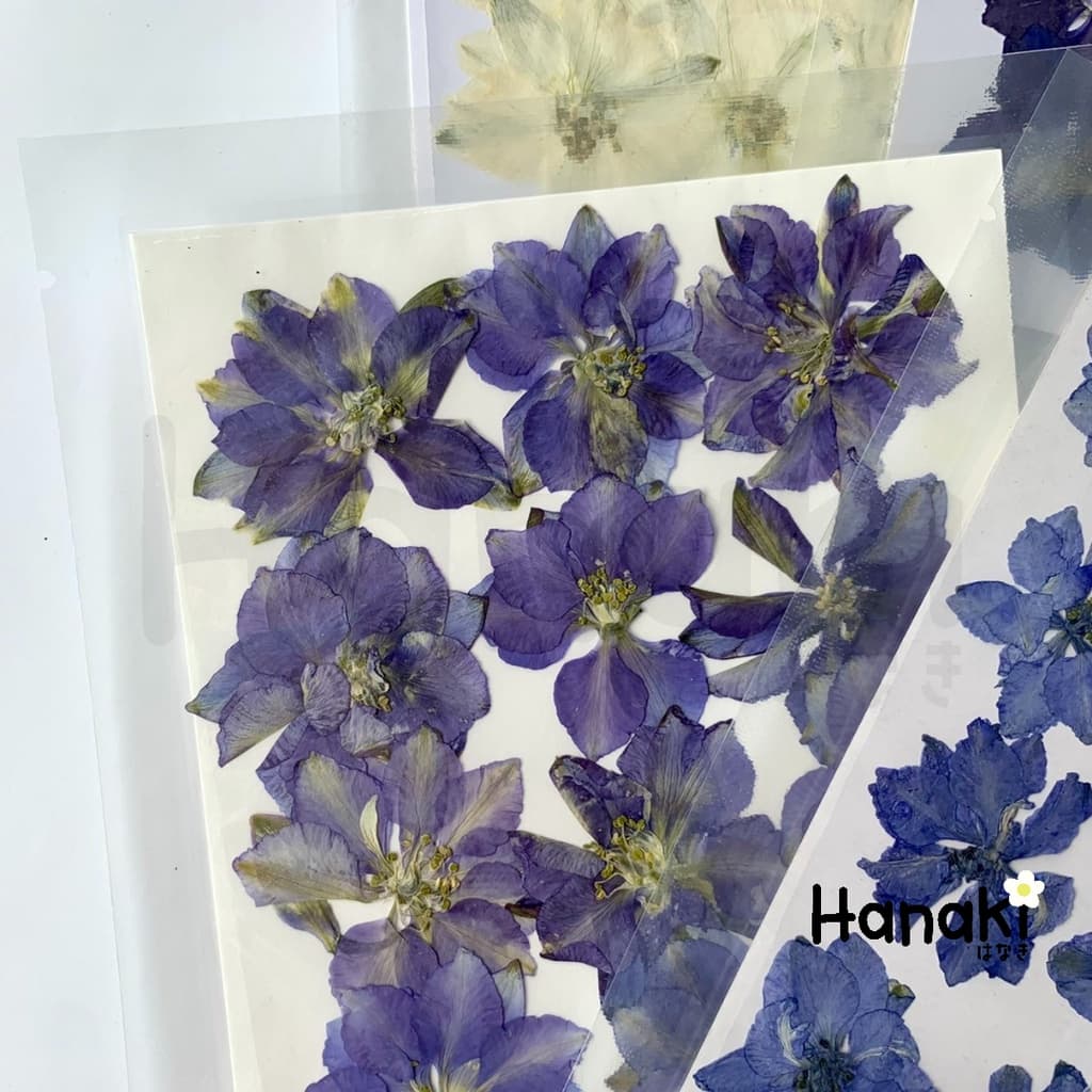 ดอกเดลฟินเนียมทับแห้ง ดอกไม้จริงทับแห้ง ดอกไม้ทับแห้ง Pressed Flowers รูปที่ 7