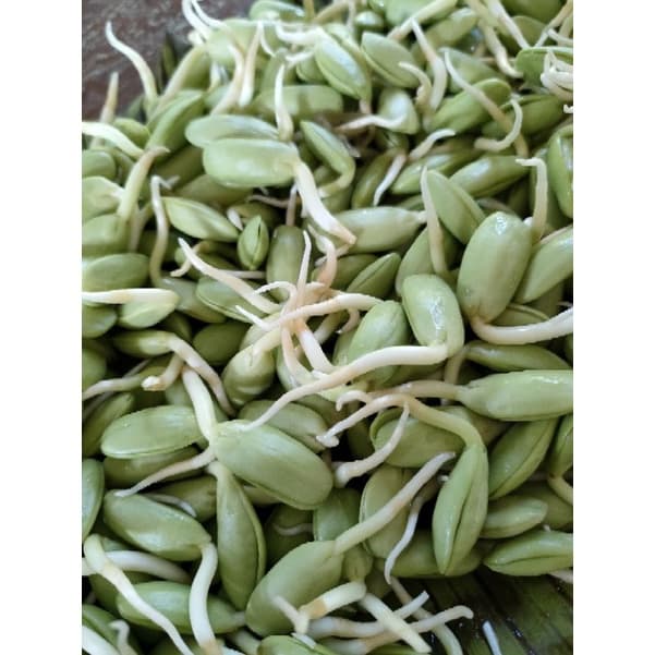 หน่อเหรียง เม็ดเหรียงเพาะ ลูกเหรียง หน่อเหรียงสดเพาะใหม่ก่อนส่ง 250กรัม กรุณาอ่านรายละเอียดก่อนสั่งสินค้าค่ะ รูปที่ 7