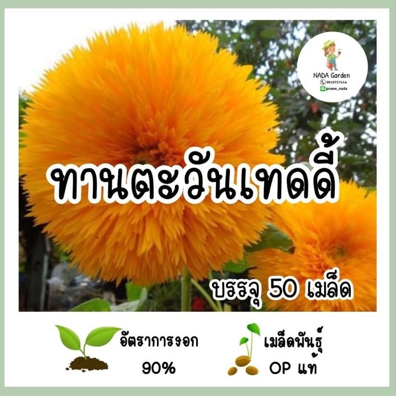 เมล็ดพันธุ์ ทานตะวันเทดดี้เเบร์ 50เมล็ด รูปที่ 1