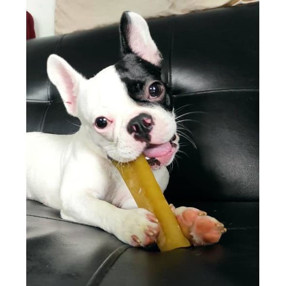 ชีสแท่งนมจามรี ไซส์ M+ /Himalayan Dog Chew Large Size รูปที่ 9