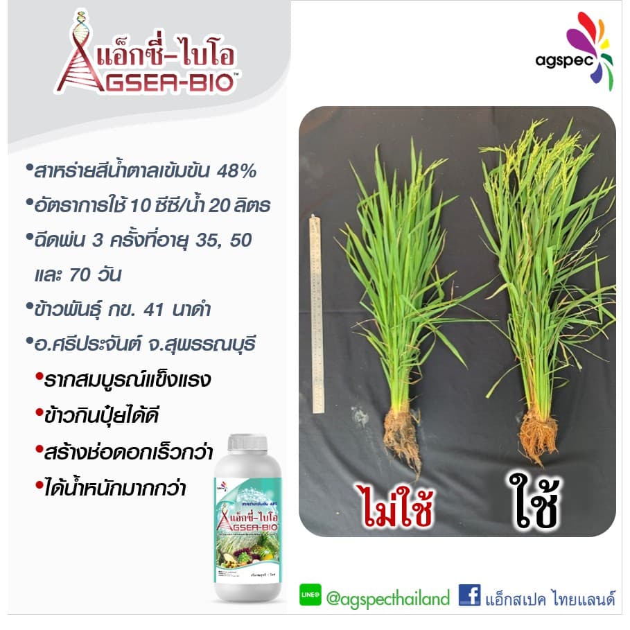 แอ็กซี่-ไบโอ สารสกัดเข้มข้นจากสาหร่ายทะเล Ascophyllum Nodosum 48% เปิดตาดอก เร่งยอด เร่งราก ขยายขนาด 500ซีซี 1ลิตร รูปที่ 4