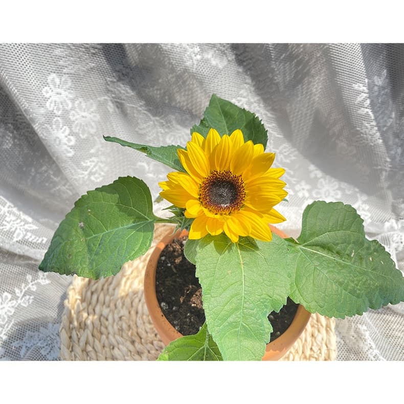 เมล็ดพันธุ์ ทานตะวันแคระ 50 เมล็ด Big Smile Sunflower Seed เมล็ดพันธุ์แท้100% รูปที่ 8