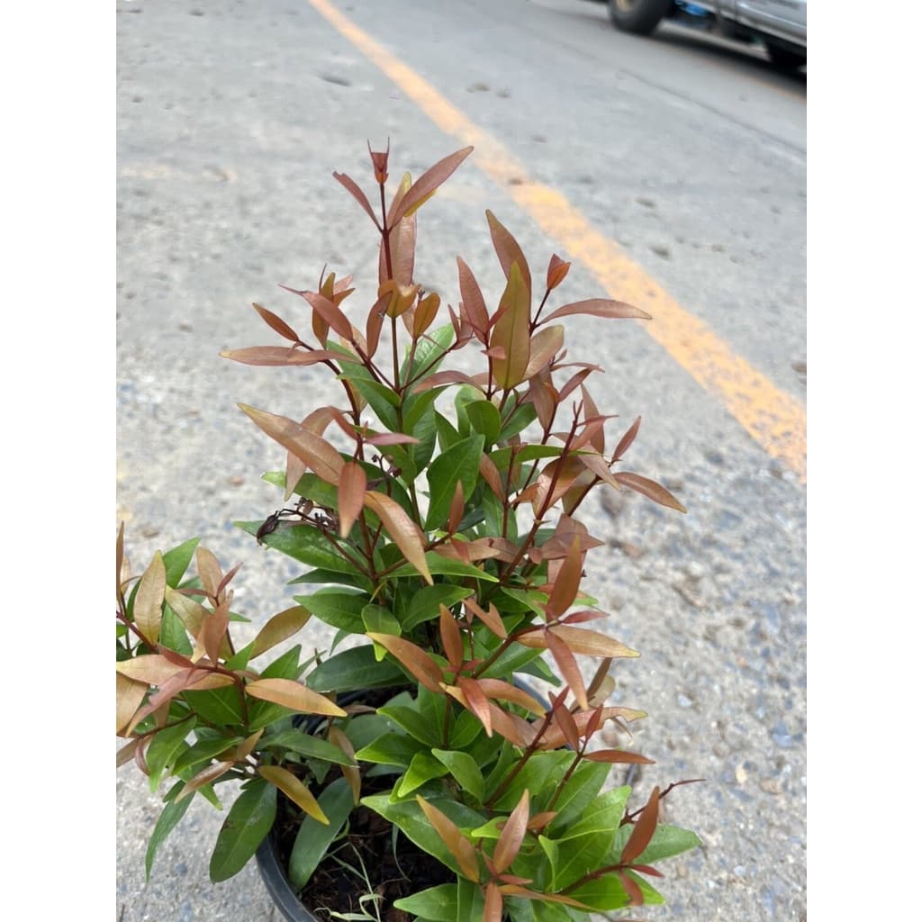 คริสติน่า กระถาง 6 นิ้ว รูปที่ 2