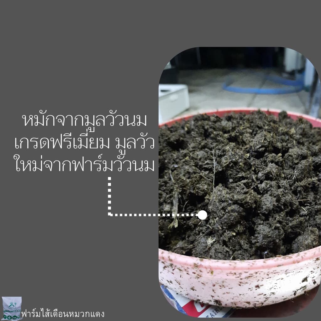 เบดดิ้งเลี้ยงไส้เดือน ปุ๋ยหมัก ขี้วัวนมหมัก ปุ๋ยคอกหมัก ปุ๋ยขี้วัวนม ที่อยู่ไส้เดือน รูปที่ 4