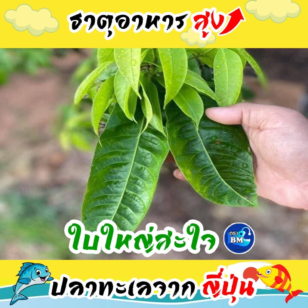 น้ำหมักปลาทะเล จากญี่ปุ่นผสมเปลือกไข่ ช่วยไล่แมลง รูปที่ 3