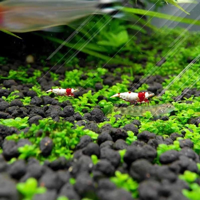 ดินปลูกไม้น้ำ WATER PLANT SOIL by Medifish รูปที่ 6