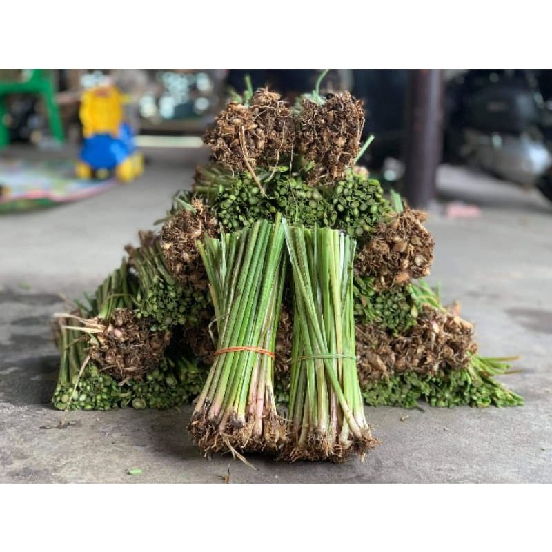 หญ้าแฝก 1,000ต้นแถม 200ต้น แฝกลุ่มพันธุ์สงขลา 3 ปลูกห่างกัน 5-10 เซนติเมตร รูปที่ 3