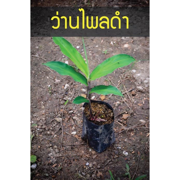 ว่าน ไพลดำ หายาก เจอแล้วอย่าปล่อยผ่าน เมตตาค้ำคูน รูปที่ 1