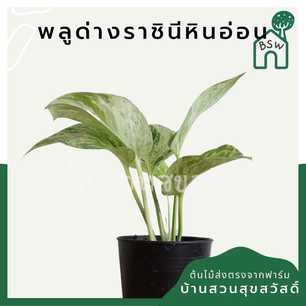 พลูด่างราชินีหินอ่อน กระถาง 3 นิ้ว มาในกระถางพร้อมตั้ง รูปที่ 2