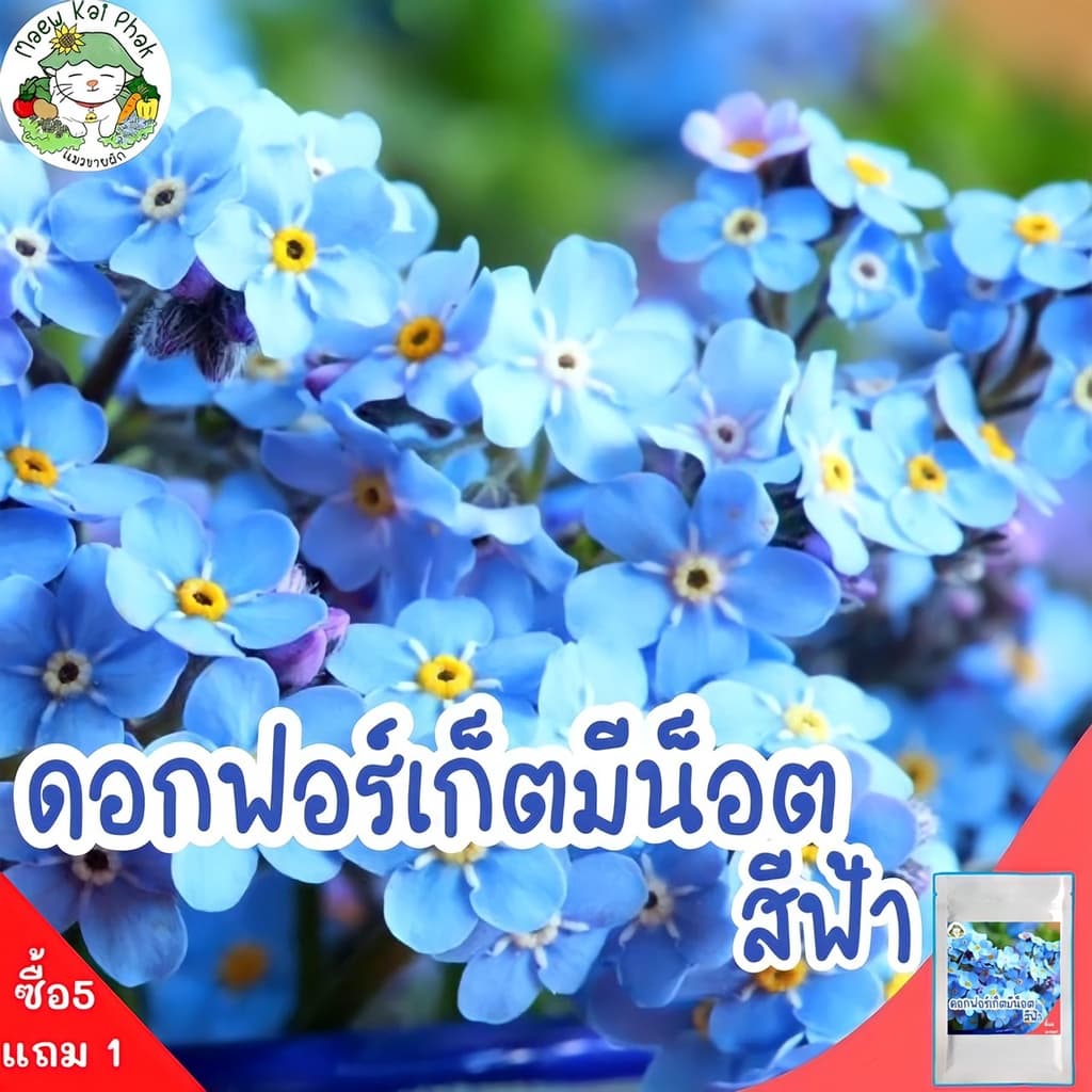 เมล็ดพันธุ์ รวมชุด ดอกไม้ ปลูกง่าย ดอกสวย ทานตะวันแคระ/เดซี่ขาว/คาโมมายล์/บานชื่น/กุหลาบเลื้อย/ฟอร์เก็ตมีน็อต รูปที่ 8