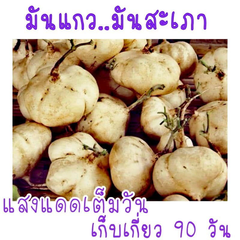 เมล็ด​พันธุ์​ มันแกว​ มันสะเภา​ มันตะเภา​ 30​ เมล็ด​ รูปที่ 2
