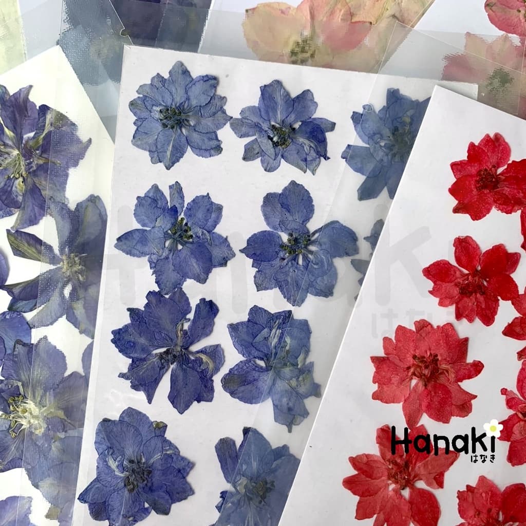 ดอกเดลฟินเนียมทับแห้ง ดอกไม้จริงทับแห้ง ดอกไม้ทับแห้ง Pressed Flowers รูปที่ 8