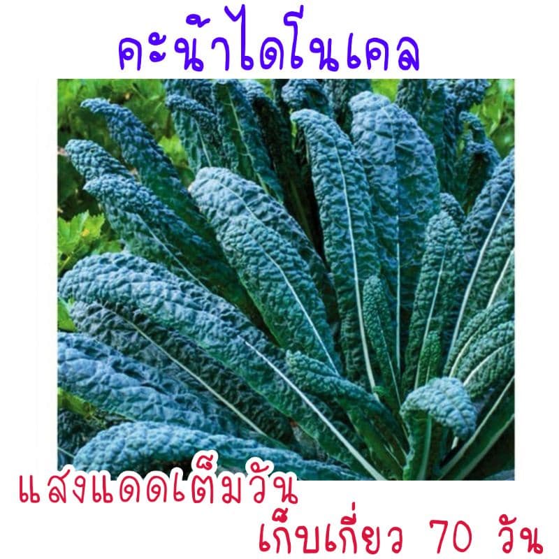 เมล็ด​พันธุ์​ คะน้าไดโนเคล​ lacinato kale​ 150เมล็ด​ รูปที่ 1