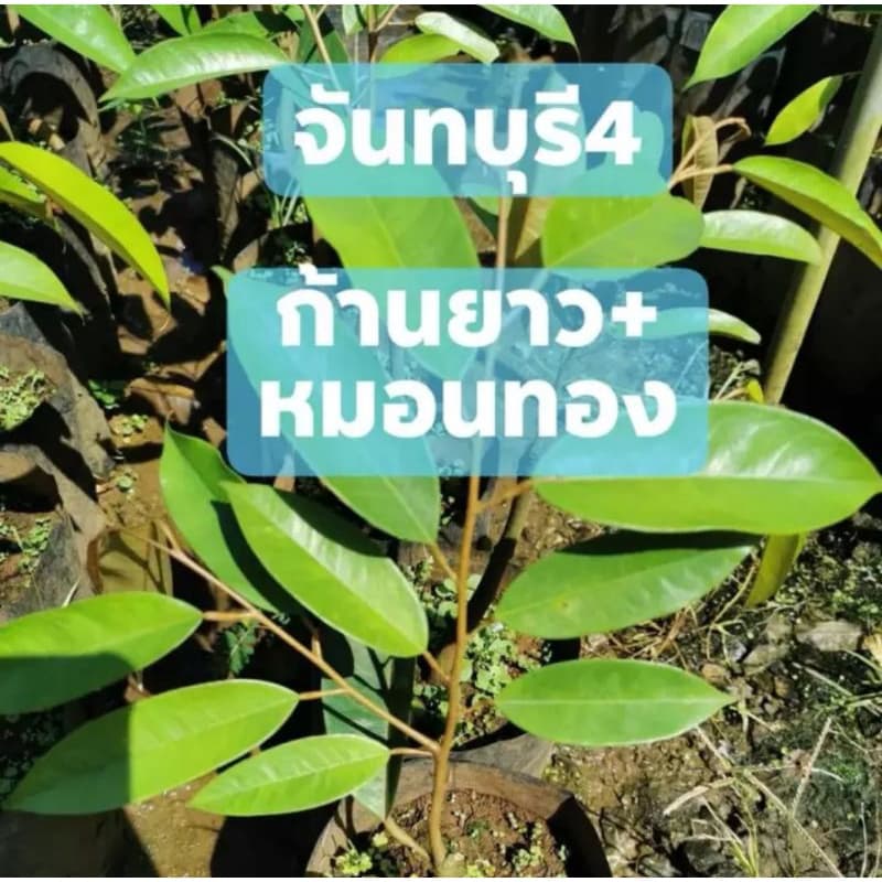 ต้นทุเรียนจันทบุรี​4ก้านยาวผสมหมอนทอง รูปที่ 1