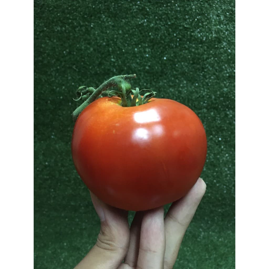 มะเขือเทศเนื้อ ปลอดสาร - มีใบรับรอง มะเขือเทศ มะเขือเทศใช้ทำสลัด น้ำปั่นสกัดเย็น รูปที่ 3